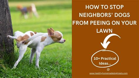 how to stop dogs from peeing